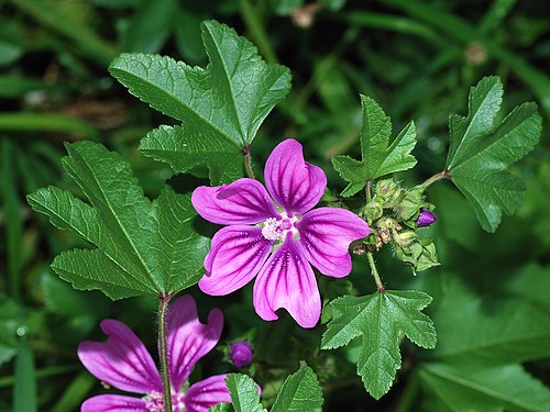 Fresh Common mallow