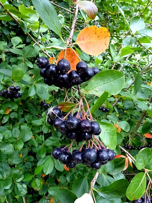 Fresh Black chokeberry