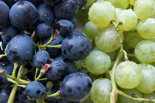 Fresh Grape