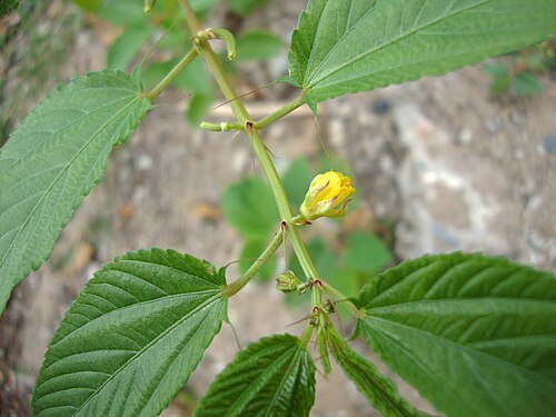 Fresh Jute mallow