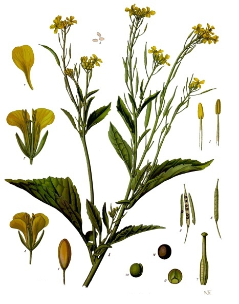 Fresh Mustard greens