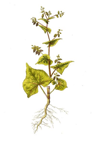 Fresh Tartary buckwheat