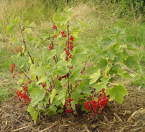 Fresh Redcurrant