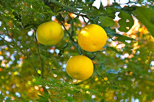 Fresh Yuzu