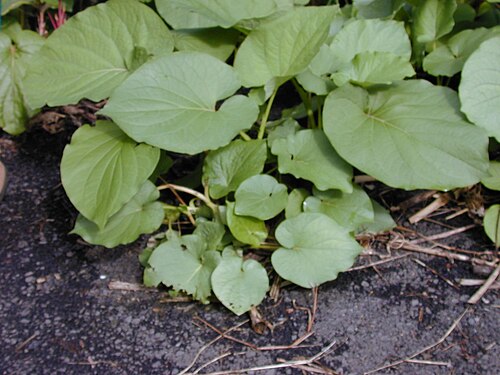 Fresh Hoja santa
