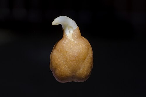 Fresh Chickpea
