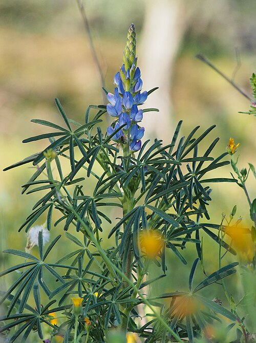 Fresh Narrow-leaved lupin