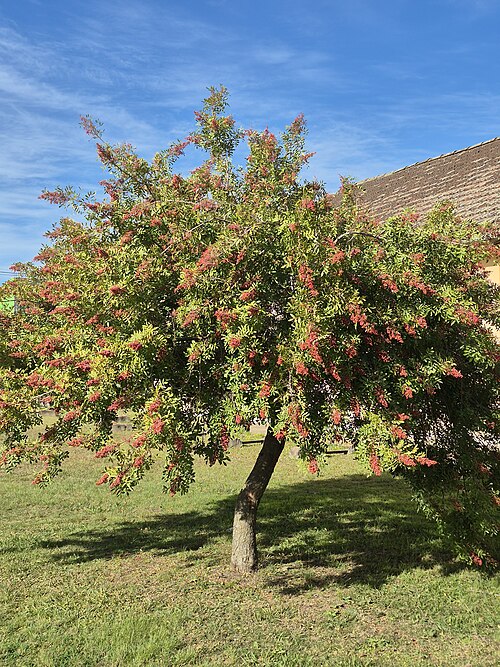 Fresh Pink peppercorn (Brazilian)