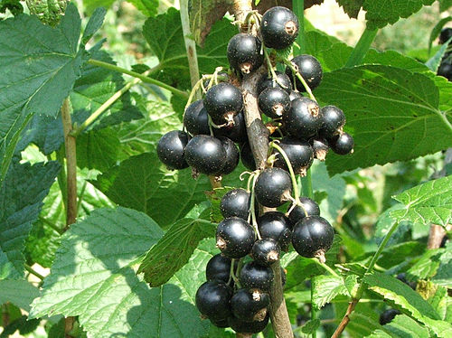 Fresh Blackcurrant