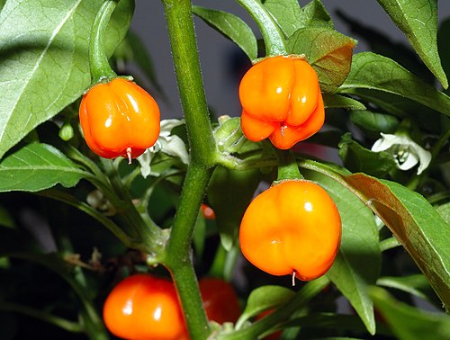 Fresh Habanero-type chili
