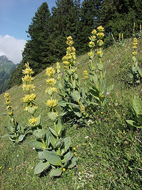 Fresh Yellow Gentian