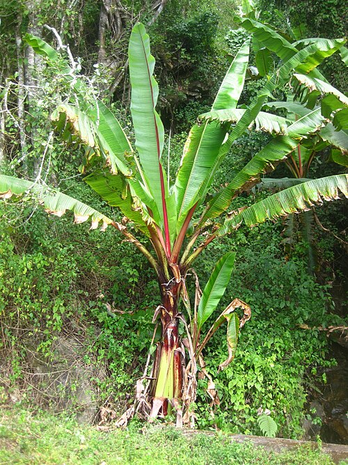 Fresh Enset (false banana)