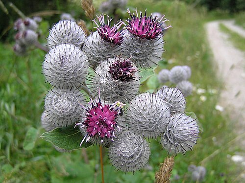 Fresh Burdock