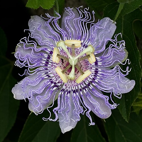 Fresh Passionflower