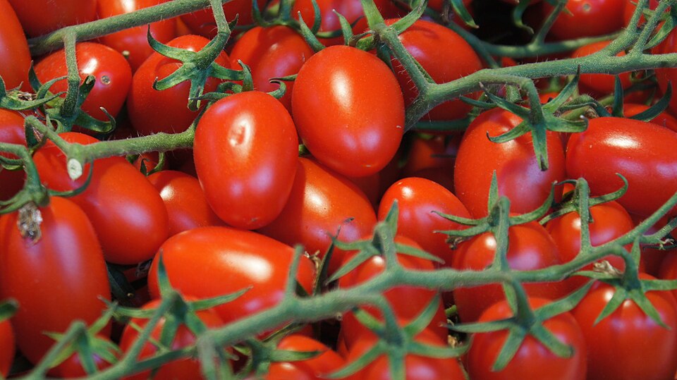 Fresh Tomato