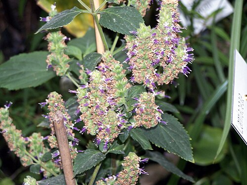 Fresh Patchouli