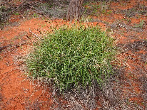 Fresh Buffel grass