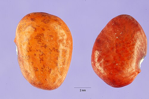 Fresh Tepary bean