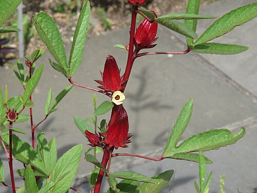 Fresh Roselle