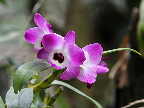 Fresh Dendrobium orchid