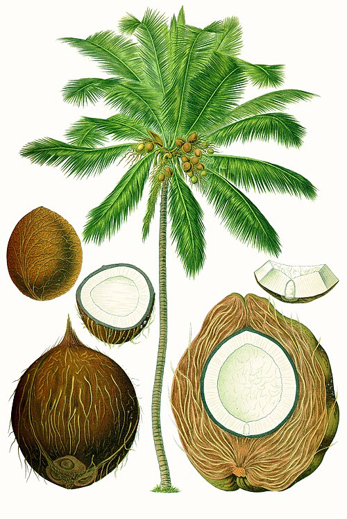 Fresh Coconut