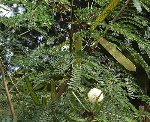 Fresh Leucaena