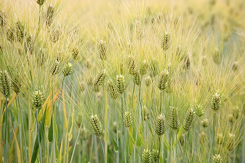 Fresh Barley
