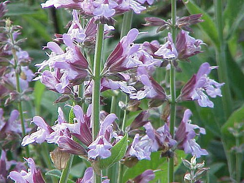 Fresh Sage