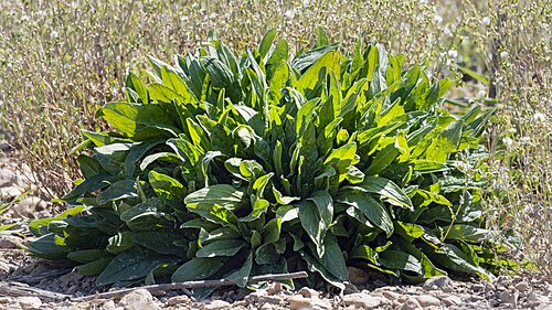 Fresh Garden sorrel