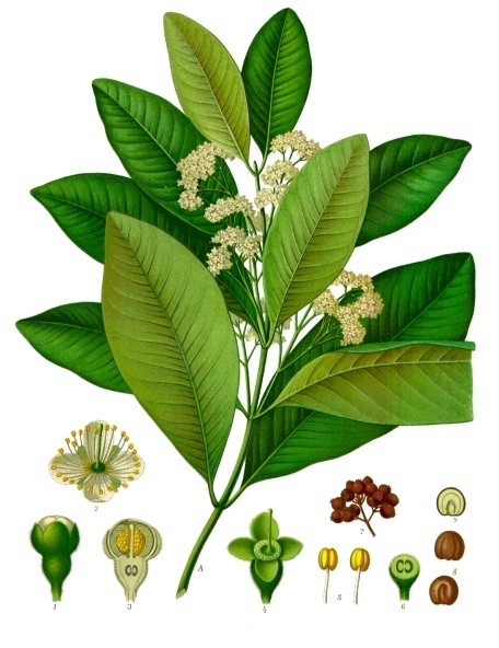 Fresh Allspice