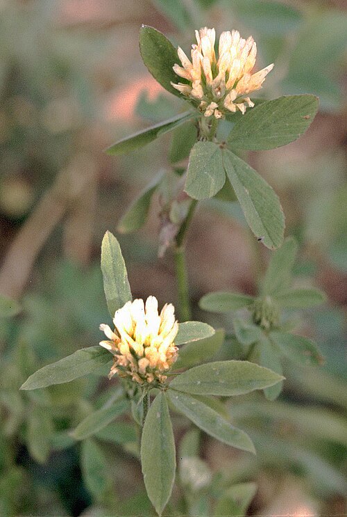 Fresh Berseem clover