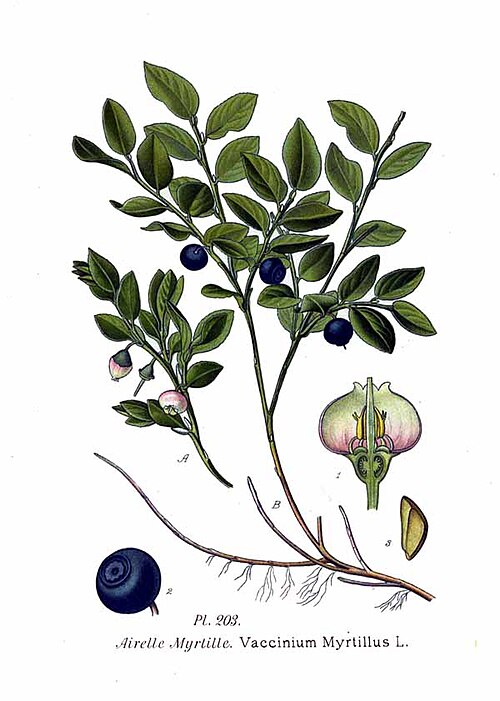 Fresh European bilberry
