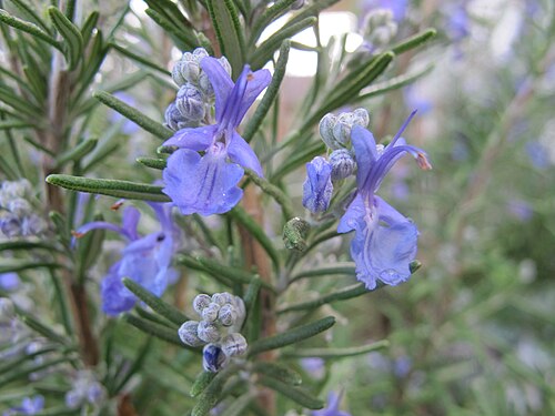 Fresh Rosemary