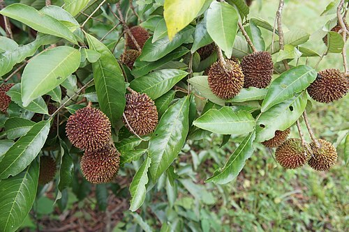 Fresh Pulasan