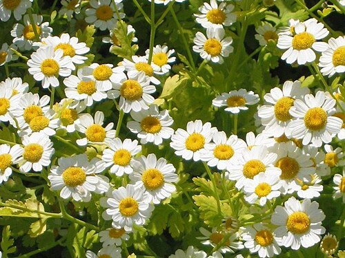 Fresh Feverfew