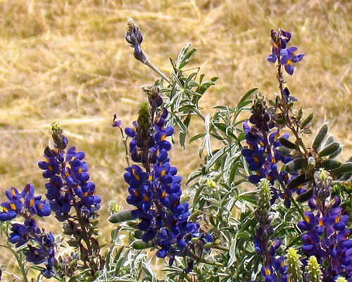 Fresh Andean lupin (tarwi)