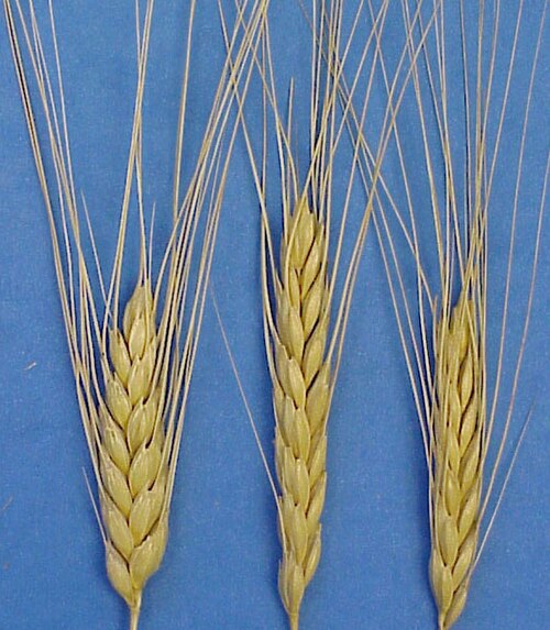 Fresh Emmer wheat
