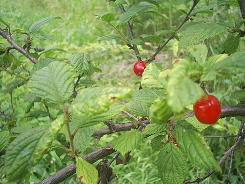 Fresh Nanking cherry