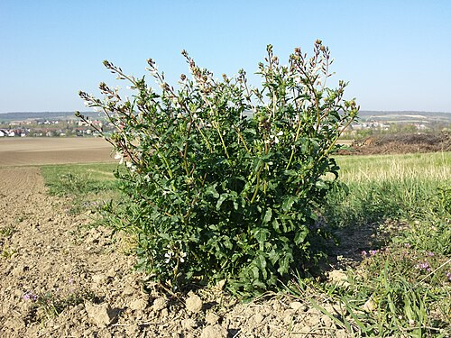 Fresh Arugula (Rocket)