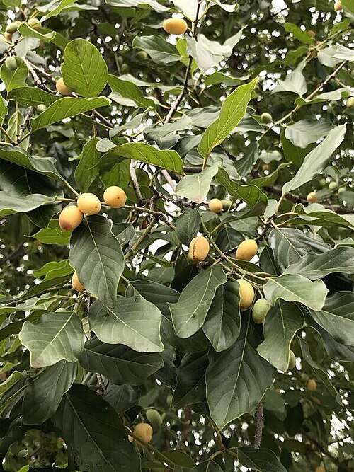 Fresh Bird plum