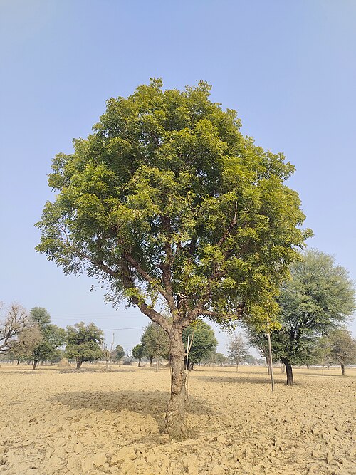 Fresh Neem