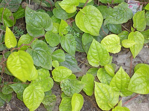Fresh Betel leaf