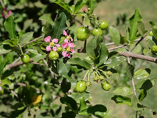 Fresh Acerola