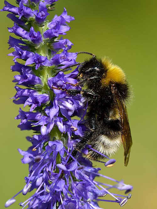 Fresh Speedwell