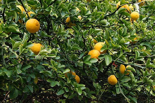 Fresh Trifoliate orange