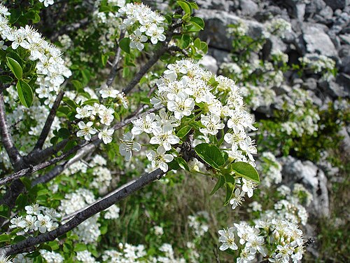 Fresh Mahaleb cherry