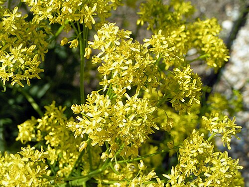 Fresh Woad