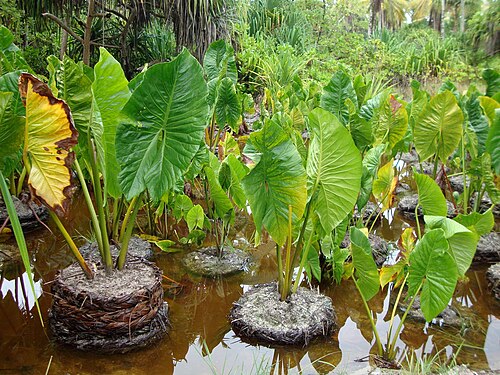Fresh Giant swamp taro