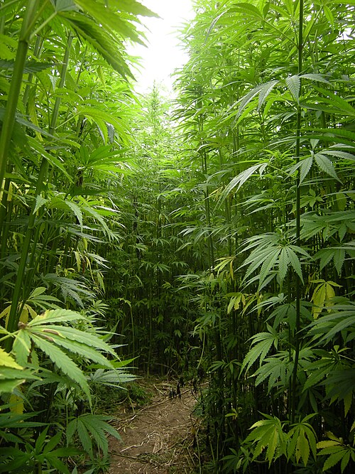 Fresh Hemp