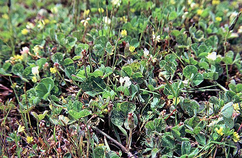 Fresh Subterranean clover